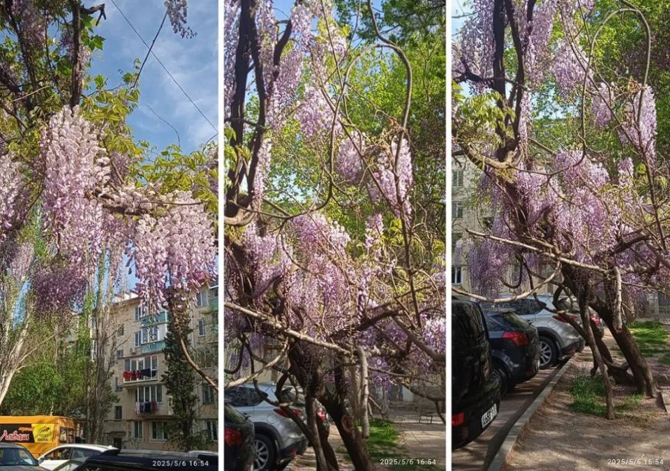 ������ ����������� �������� ������� ��������� �������� �� ��. �������� ���������