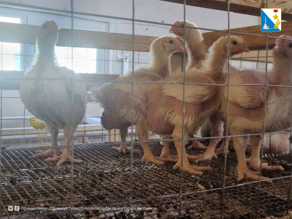 ����������� �������� �����