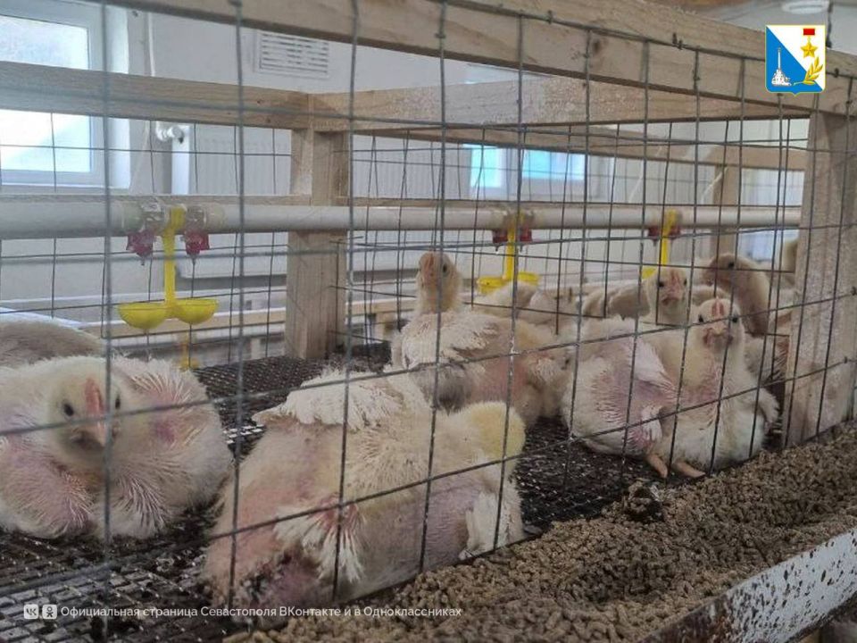 ����������� �������� �����