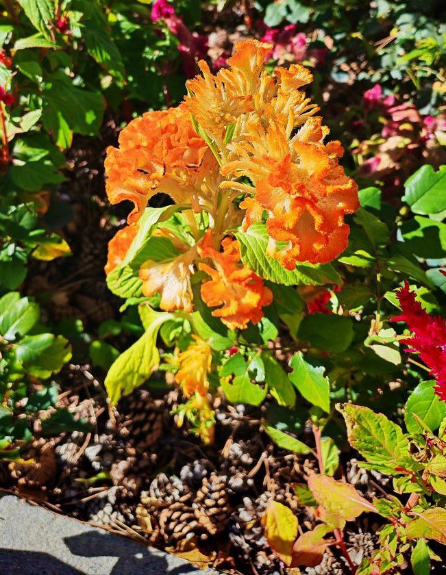 #Что за растение?. Этот кустарник с ароматными листьями и колючими стеблями образует шаровидные соцветия, где соседствуют жёлтые, оранжевые и розовые цветки