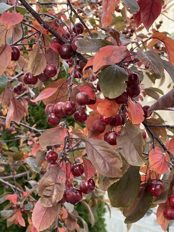 ���� ������� ������������ ����