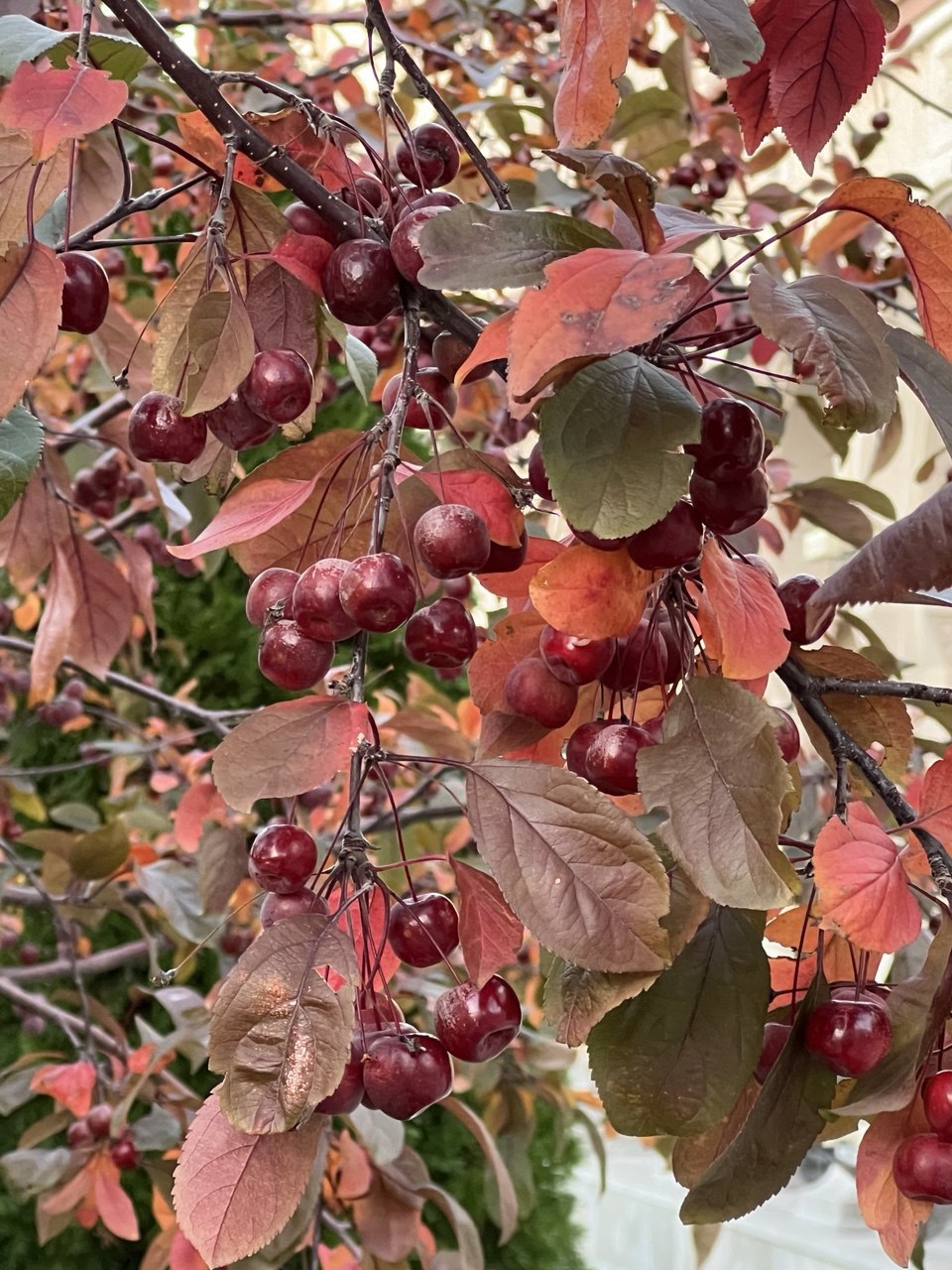 Всем доброго октябрьского утра Всем доброго октябрьского утра