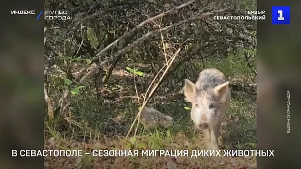 Сезонная миграция диких животных началась в Севастополе