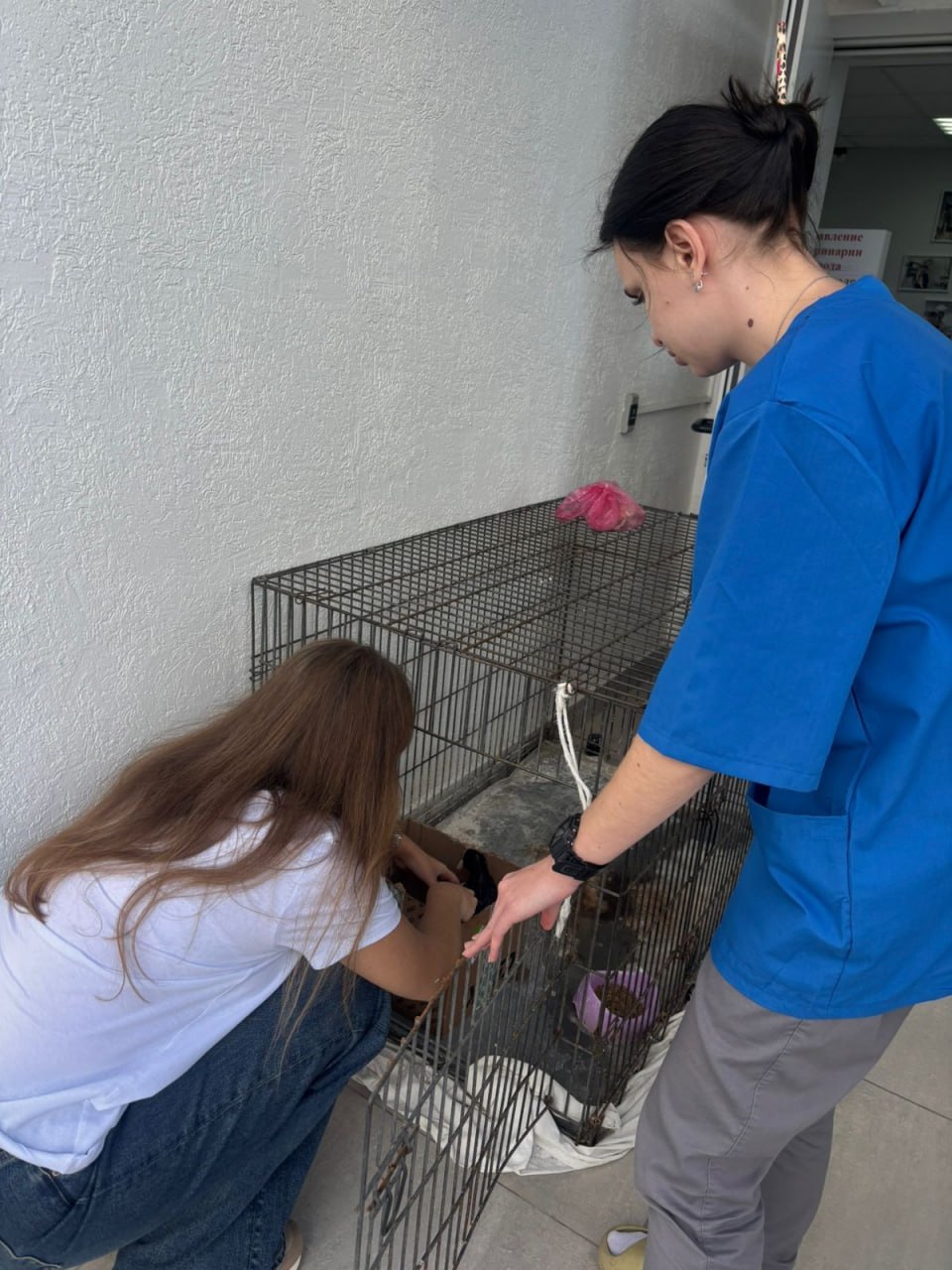 В Южной бухте Севастополя спасли лысуху, пострадавшую от разлива нефтепродуктов В Южной бухте Севастополя спасли лысуху, пострадавшую от разлива нефтепродуктов