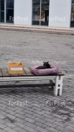 Котофирма развивается и расширяется