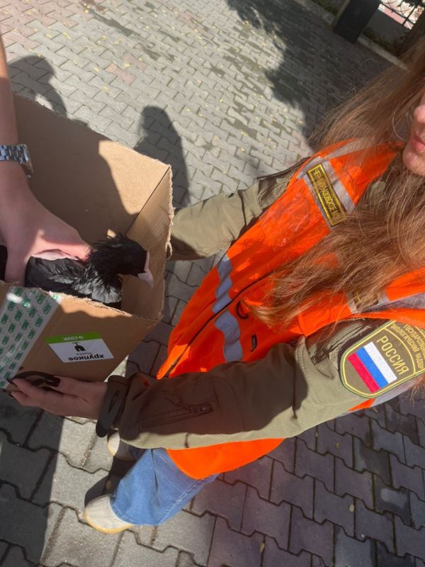 В Южной бухте Севастополя спасли лысуху, пострадавшую от разлива нефтепродуктов