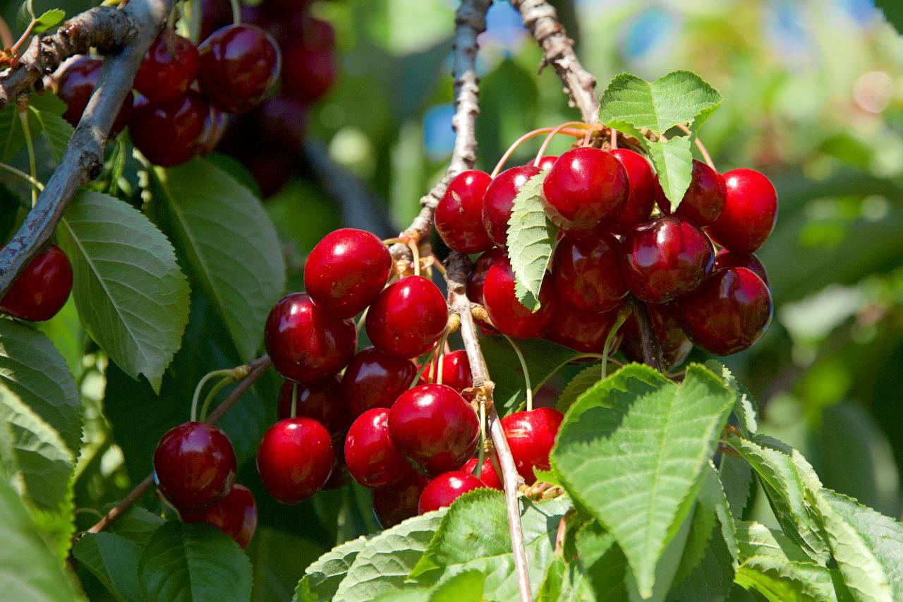 Молодежь открывает агросезон знаний: более 400 тысяч человек написали первый агродиктант