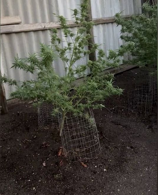 � ����� ��������� ������ �����������, ��� ������ 21 �� ��������� ��� �������