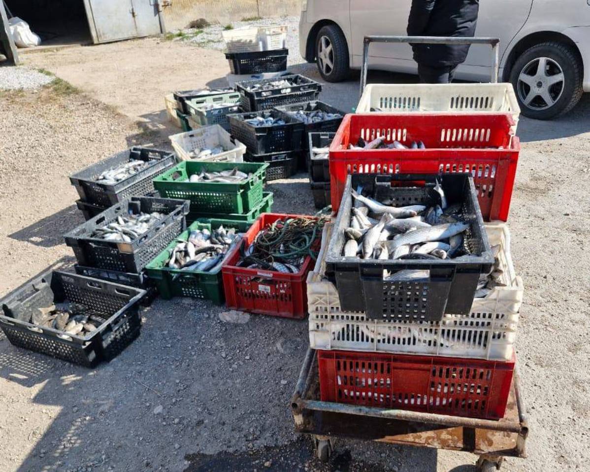 В Севастополе в суд направлено уголовное дело в отношении четырех местных жителей, которые обвиняются в незаконной добыче более 10 тысяч экземпляров кефали В Севастополе в суд направлено уголовное дело в отношении четырех местных жителей, которые обвиняются в незаконной добыче более 10 тысяч экземпляров кефали