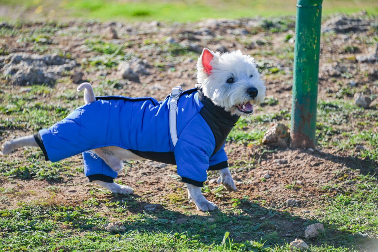Ежегодно, в Международный День Чёрного моря, Департамент природных ресурсов и экологии города Севастополя совместно с Государственным бюджетным образовательным учреждением дополнительного образования «Севастопольский центр... Ежегодно, в Международный День Чёрного моря, Департамент природных ресурсов и экологии города Севастополя совместно с Государственным бюджетным образовательным учреждением дополнительного образования «Севастопольский центр...