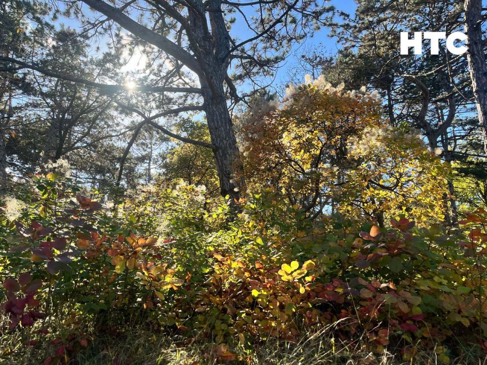 #���_�����. ��� ����� �������� � ���� ���������� ������� �����-���� ��������� ������, ������ � ���������