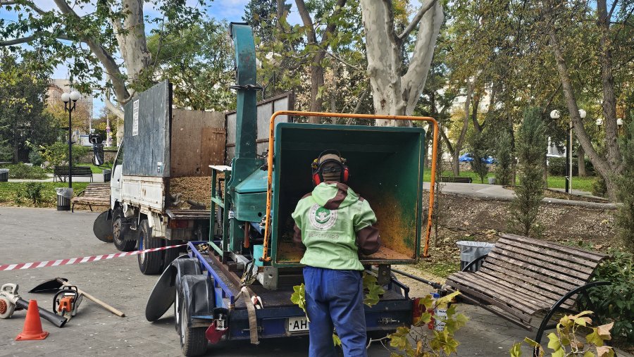 Городские службы готовят деревья к сезону ветров Городские службы готовят деревья к сезону ветров