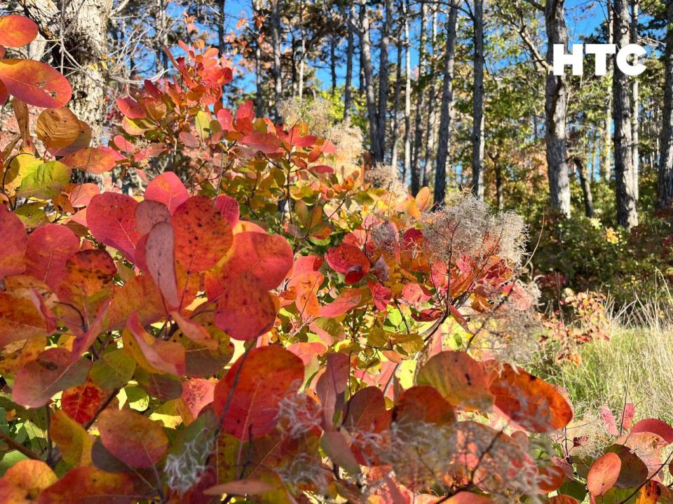 #���_�����. ��� ����� �������� � ���� ���������� ������� �����-���� ��������� ������, ������ � ���������