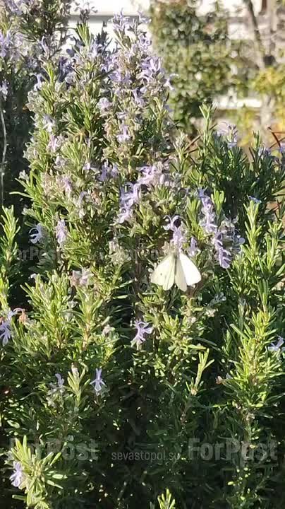 А в Севастополе сегодня – 92 августа