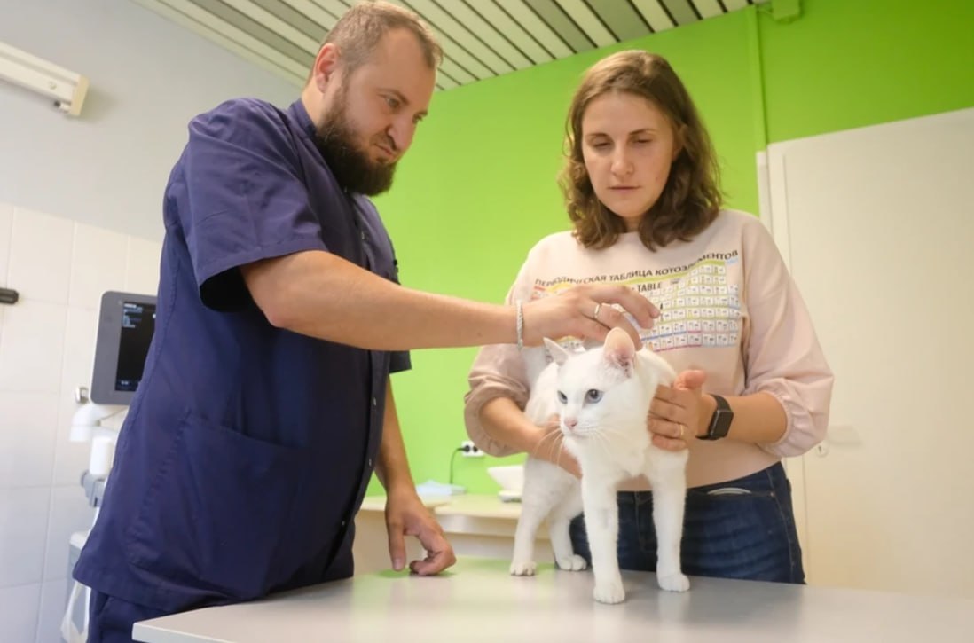 Введен карантин: жителя севастопольского Родного покусала бешеная куница