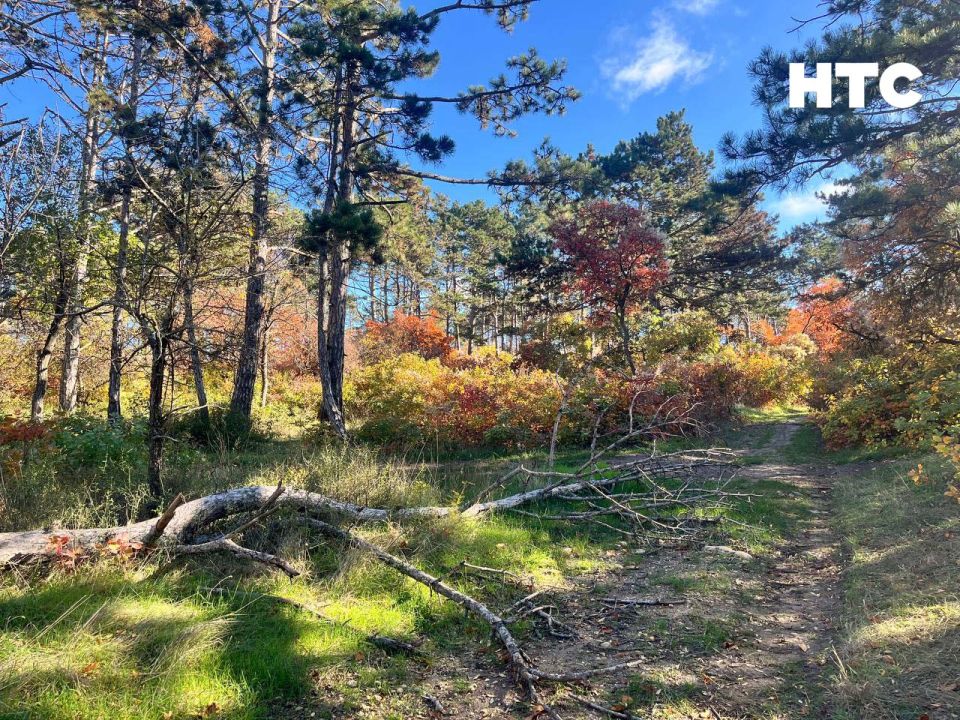 #���_�����. ��� ����� �������� � ���� ���������� ������� �����-���� ��������� ������, ������ � ���������