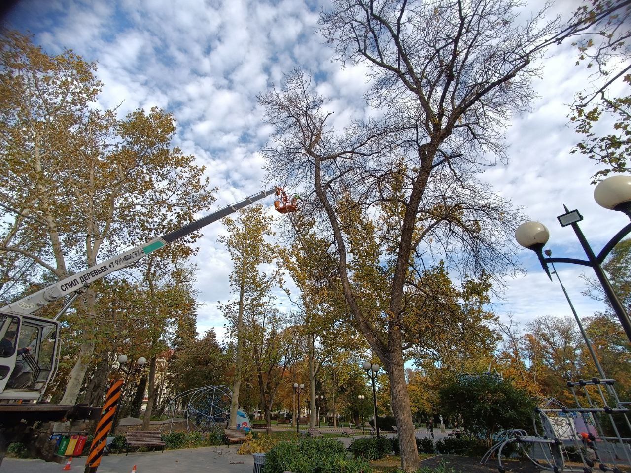 Сегодня понаблюдали процессом обрезки сухих веток в парке имени Марии Байды