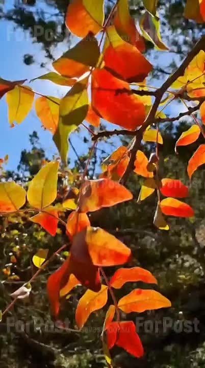 � ����������� ��������� �������� ���������� ��������