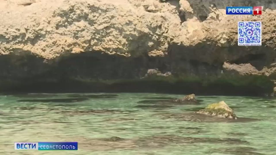 Учёные из Севастополя разработали систему биологической очистки воды от мазута