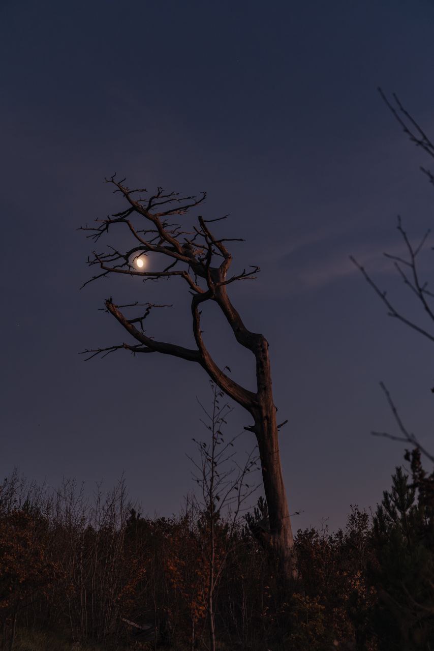 Луна зацепилась за ветви старого дерева на подъеме по Еврейской тропе к вершине Ат-Баш