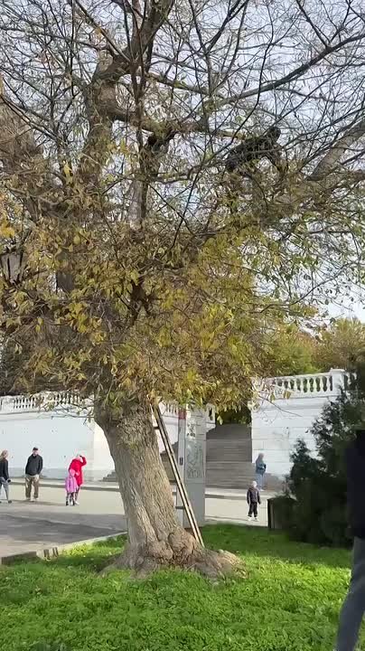 Валерия Петрусевич: Прямо сейчас спасательная операция в Севастополе