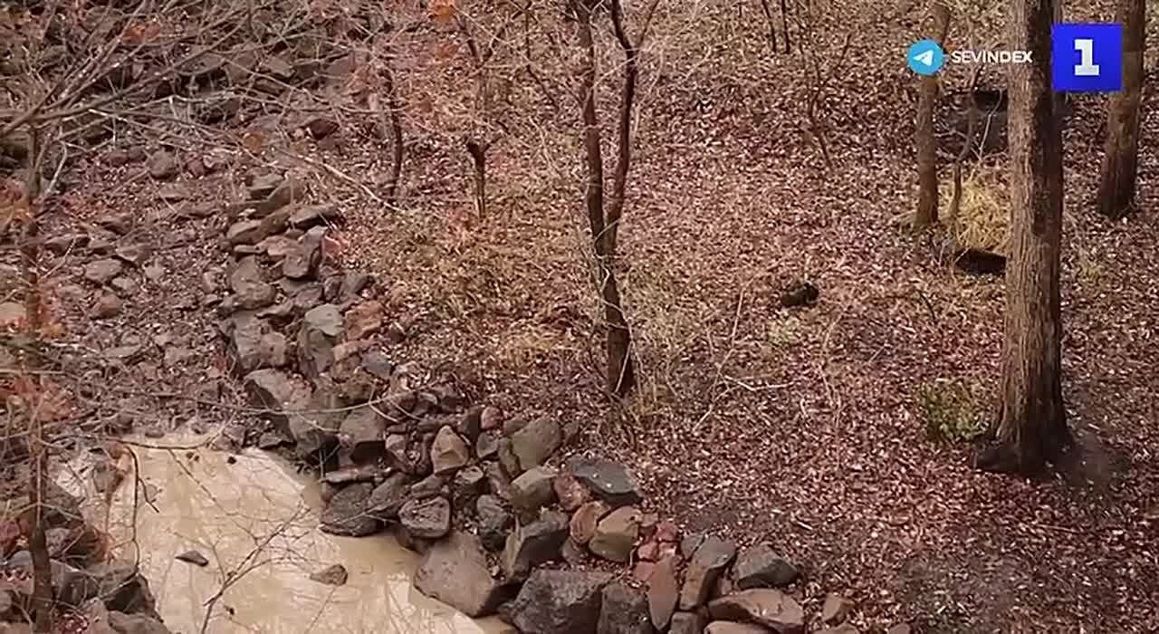 В Приморском сафари-парке помогают животным и птицам, которые не могут самостоятельно жить в естественной среде обитания – природе