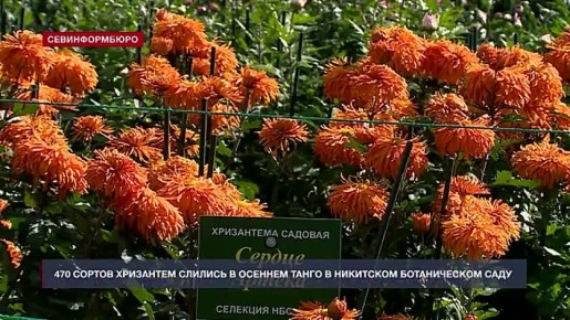 В Никитском ботаническом саду — праздник красок