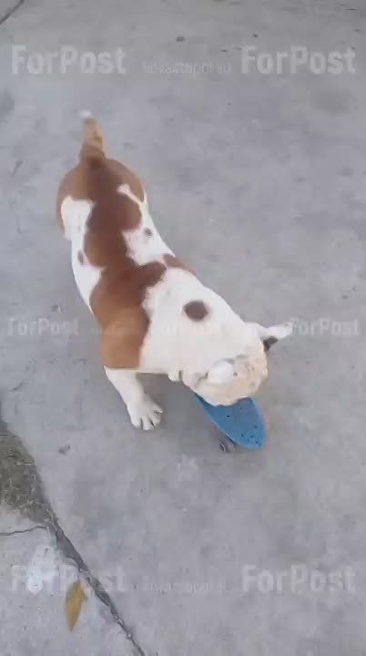 Пёсик на автомойке в Камышовой катается на скейте