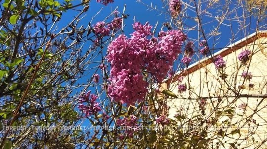 На одной из улиц Симферополя вовсю цветёт сирень