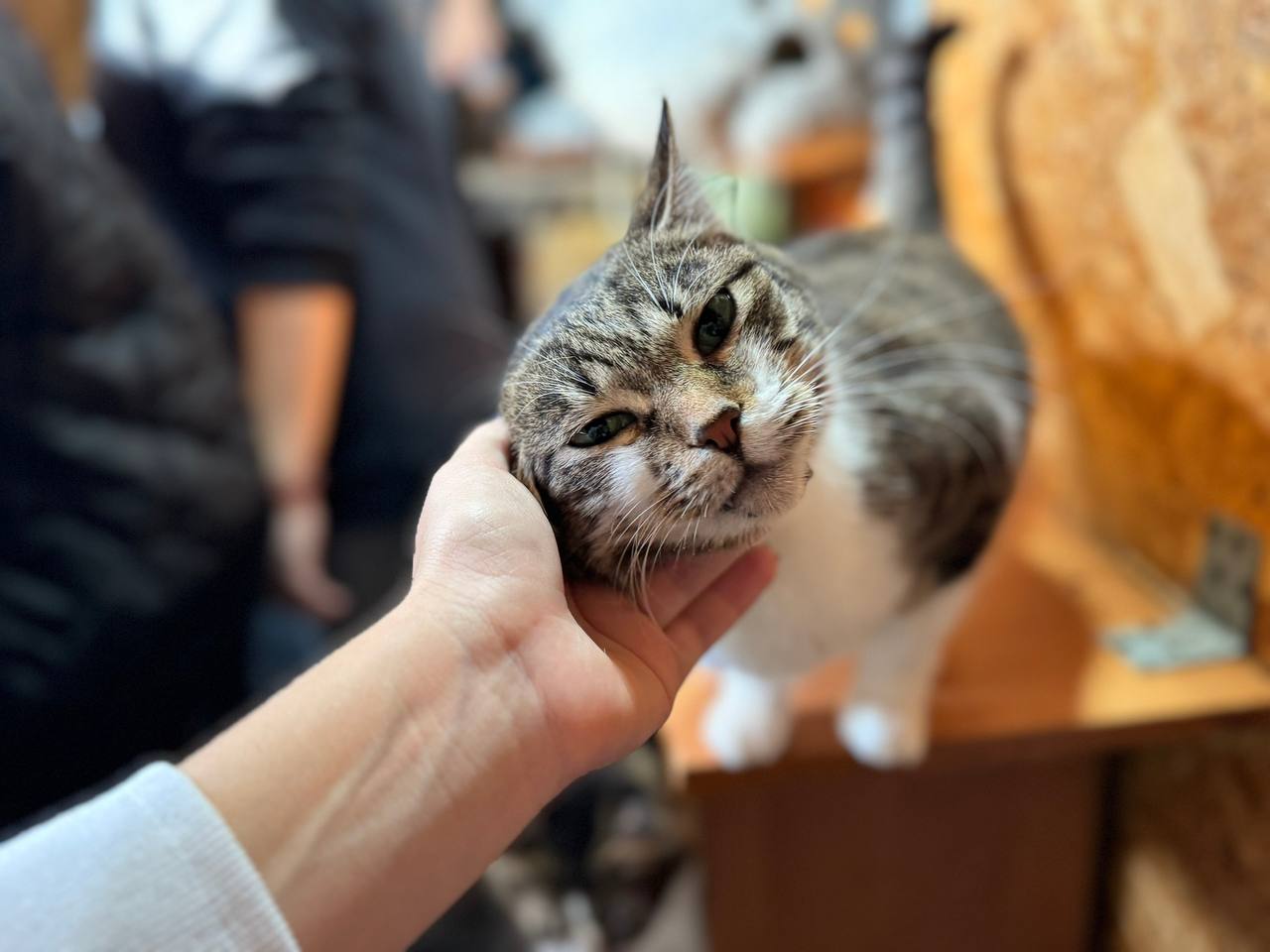 Помощь братьям меньшим. Студенты педагогического колледжа и архитектурно-строительного техникума передали котикам местечка «Кошкин дом» и центра передержки «Шанс» корм и хозяйственные принадлежности Помощь братьям меньшим. Студенты педагогического колледжа и архитектурно-строительного техникума передали котикам местечка «Кошкин дом» и центра передержки «Шанс» корм и хозяйственные принадлежности