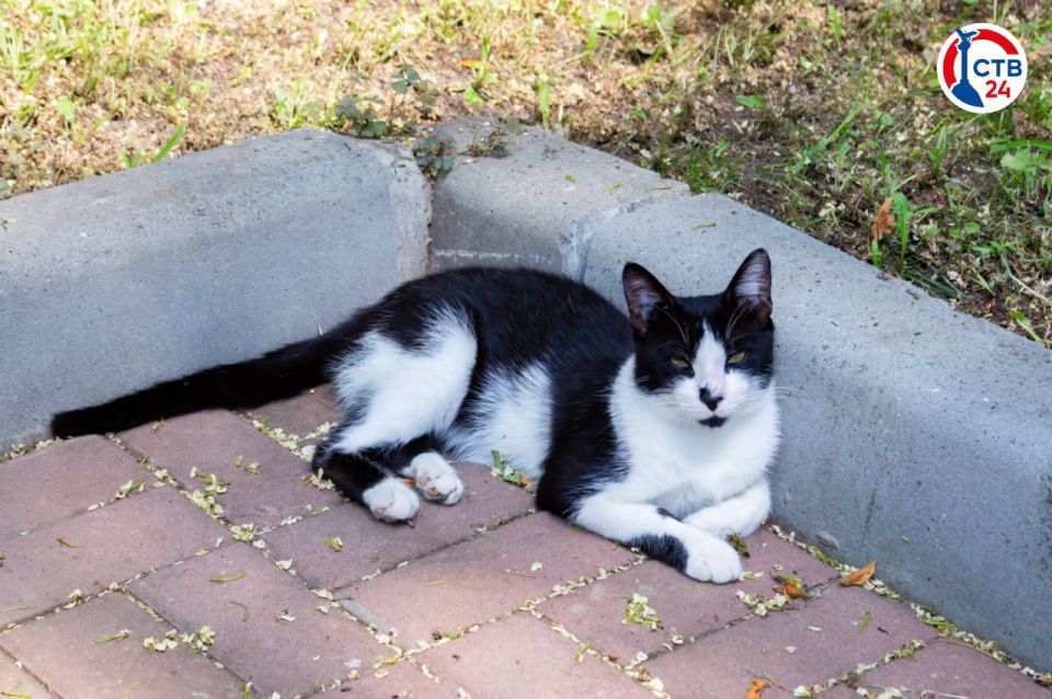 В эту субботу, 8 ноября, госветслужба будет вакцинировать питомцев от бешенства в Гагаринском районе