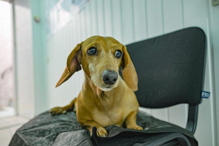 В октябре ветеринары госветклиники помогли 424 животным