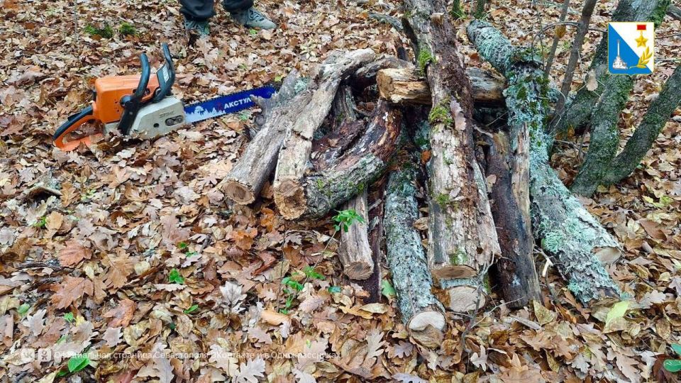 Сотрудники севастопольского лесничества напоминают о правилах сбора валежника Сотрудники севастопольского лесничества напоминают о правилах сбора валежника
