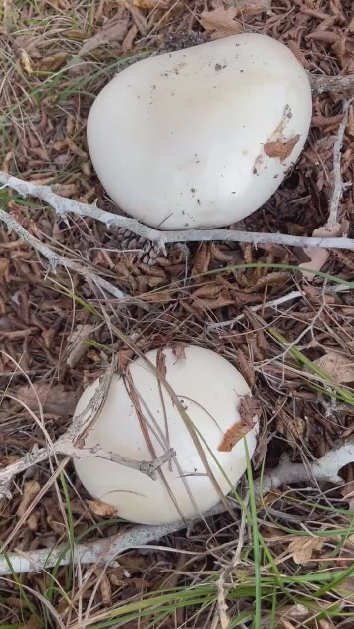 Сезон грибов в разгаре. Знакомьтесь с необычным экземпляром - тот самый съедобный мухомор яйцевидный, который некоторые называют белым крымским