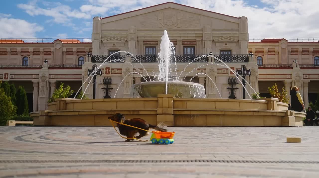 Выставка собак в Новом Херсонесе!