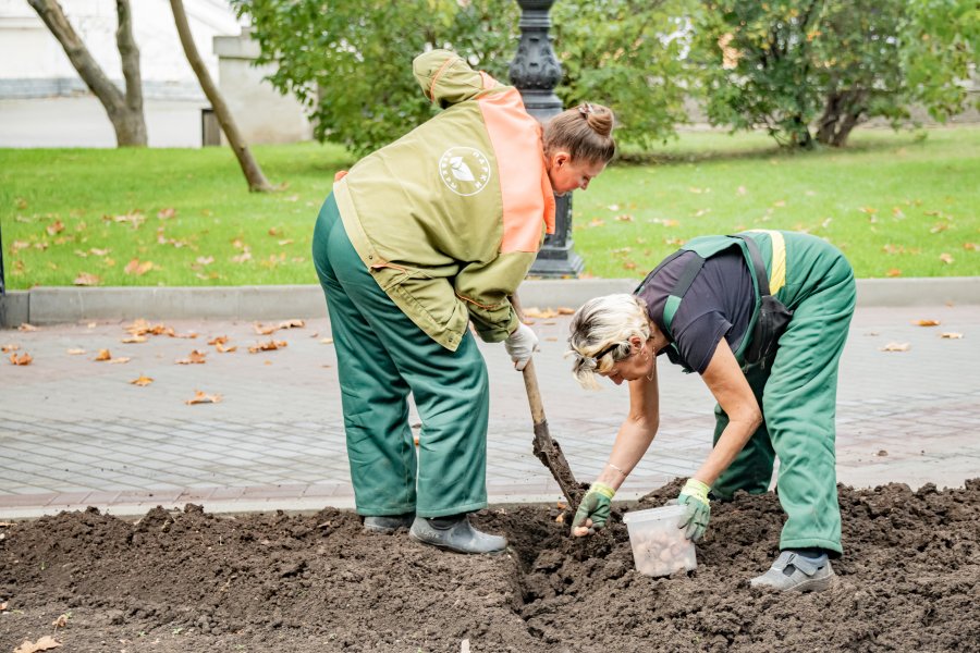 Севастополь начинает готовиться к весне уже сейчас: стартовала осенняя высадка луковиц Севастополь начинает готовиться к весне уже сейчас: стартовала осенняя высадка луковиц
