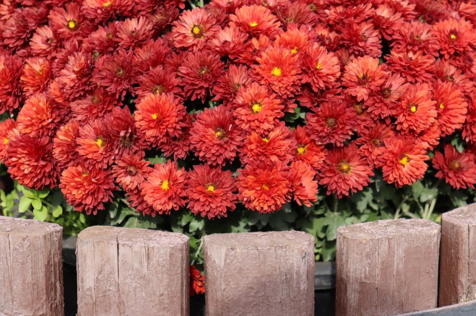 ������� ������ � ����� �� 6 ������