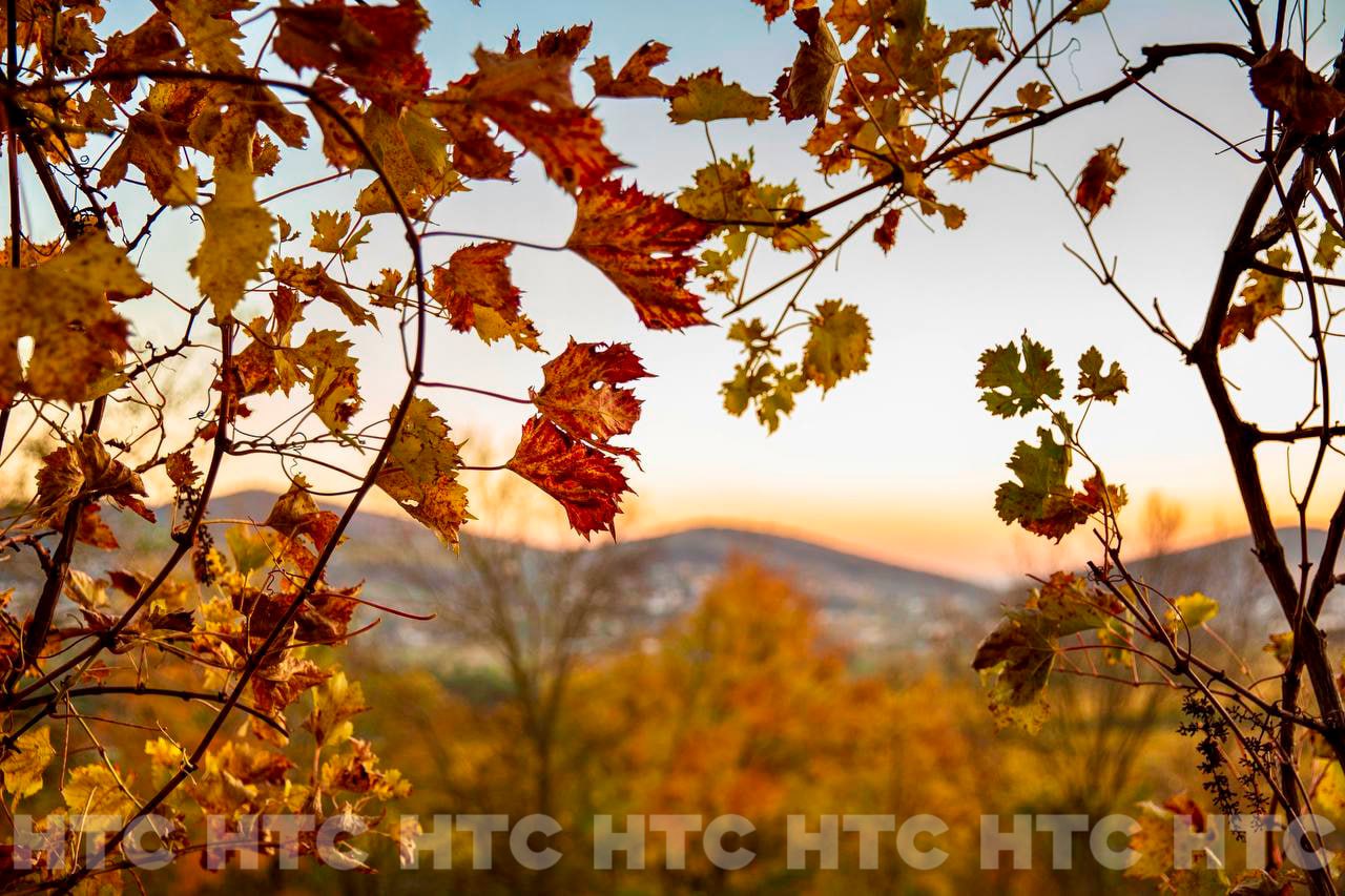 Ноябрь без шапки: как выглядит Севастополь, когда в Сибири уже идёт снег Ноябрь без шапки: как выглядит Севастополь, когда в Сибири уже идёт снег