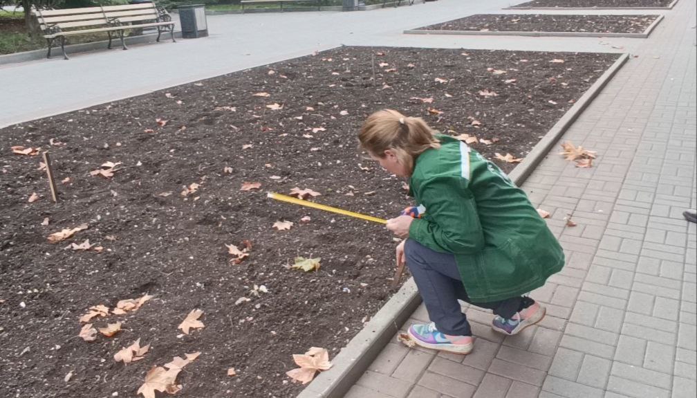В Севастополе стартовала осенняя высадка луковиц, предназначенных для весеннего цветения, в городских цветниках В Севастополе стартовала осенняя высадка луковиц, предназначенных для весеннего цветения, в городских цветниках