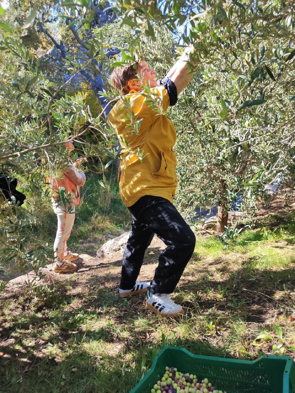 Студенты СевГУ за день собрали 70 килограммов оливок в винном парке «Мрия» Студенты СевГУ за день собрали 70 килограммов оливок в винном парке «Мрия»