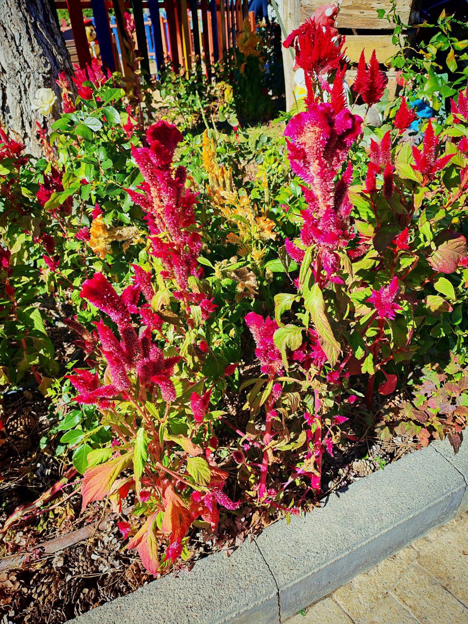 #Что за растение?. Этот однолетник с бархатистыми волнистыми соцветиями ярких оттенков (малинового, жёлтого, оранжевого) формой похож на гребень петуха