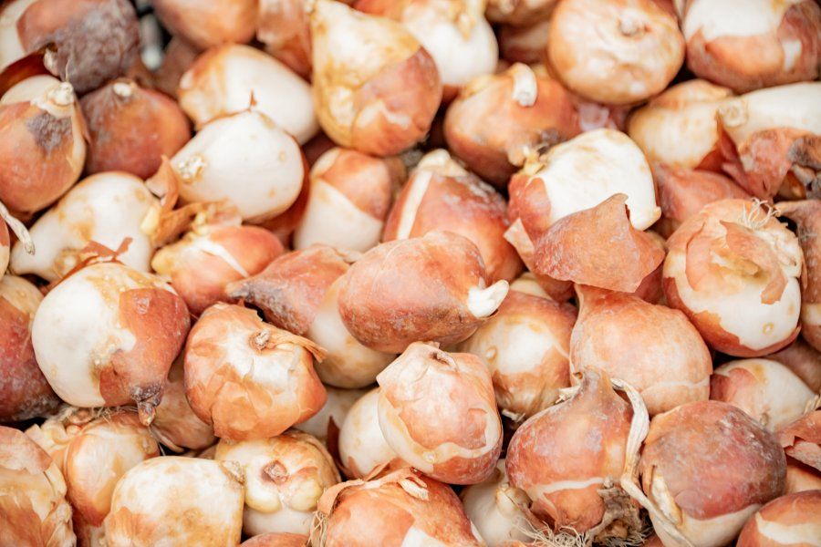 �� ���������� �������� ������� 40 ����� ������� ���������