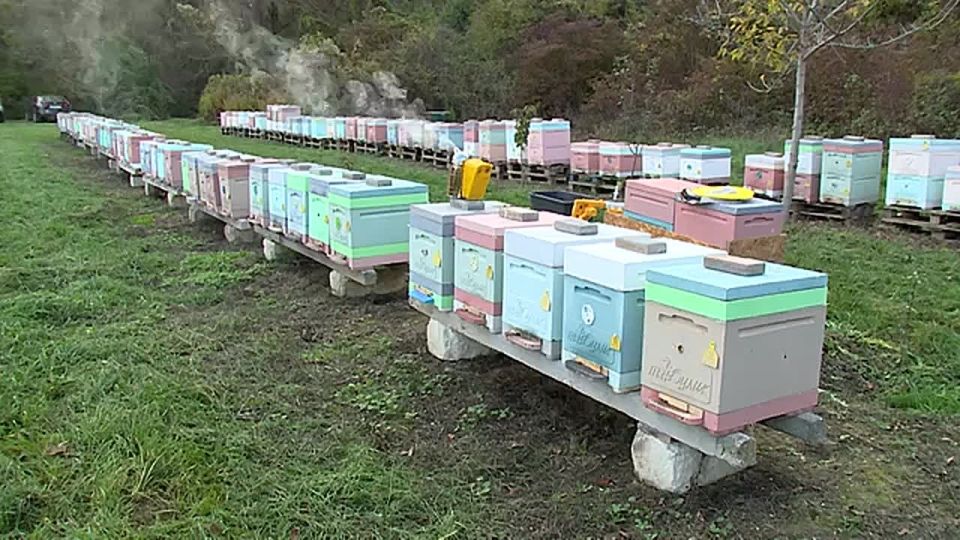 Как из обычной пасеки вырастить крупное хозяйство?