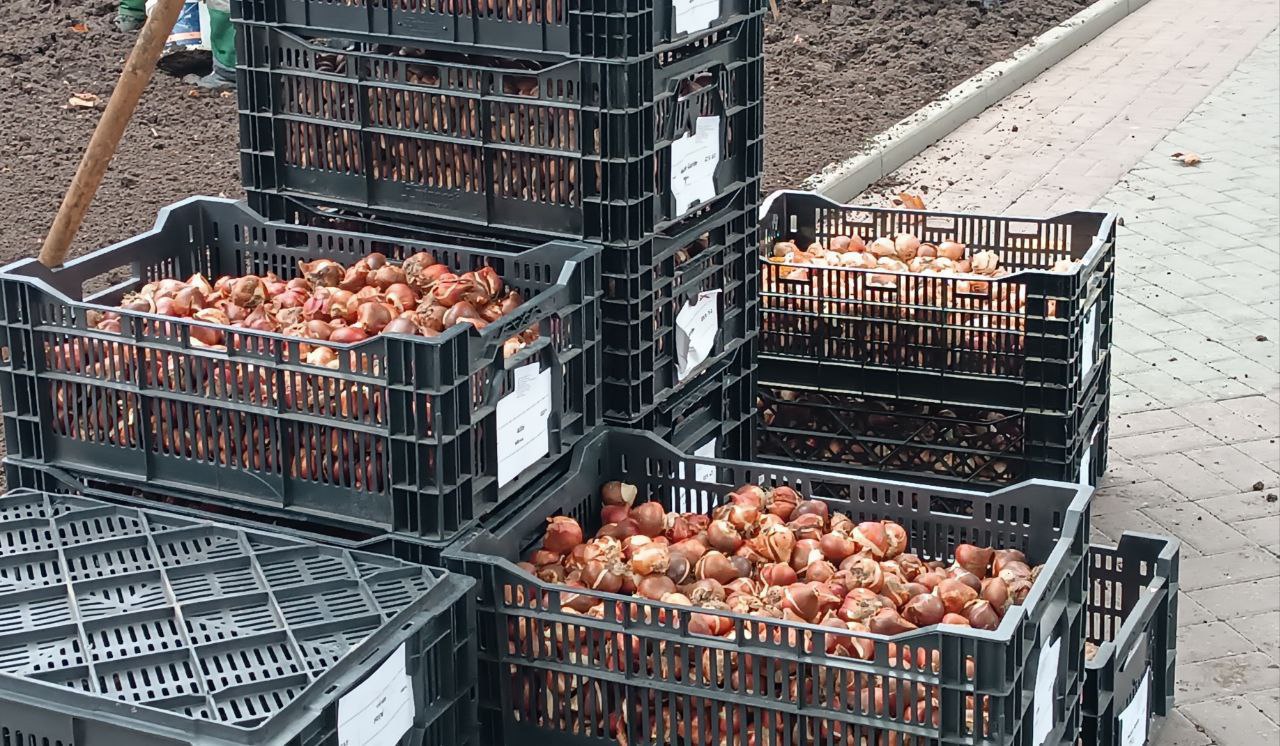 В Севастополе стартовала осенняя высадка луковиц, предназначенных для весеннего цветения, в городских цветниках В Севастополе стартовала осенняя высадка луковиц, предназначенных для весеннего цветения, в городских цветниках