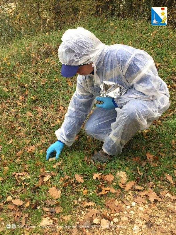 Защита от бешенства. В Севастополе вакцинируют диких животных от бешенства