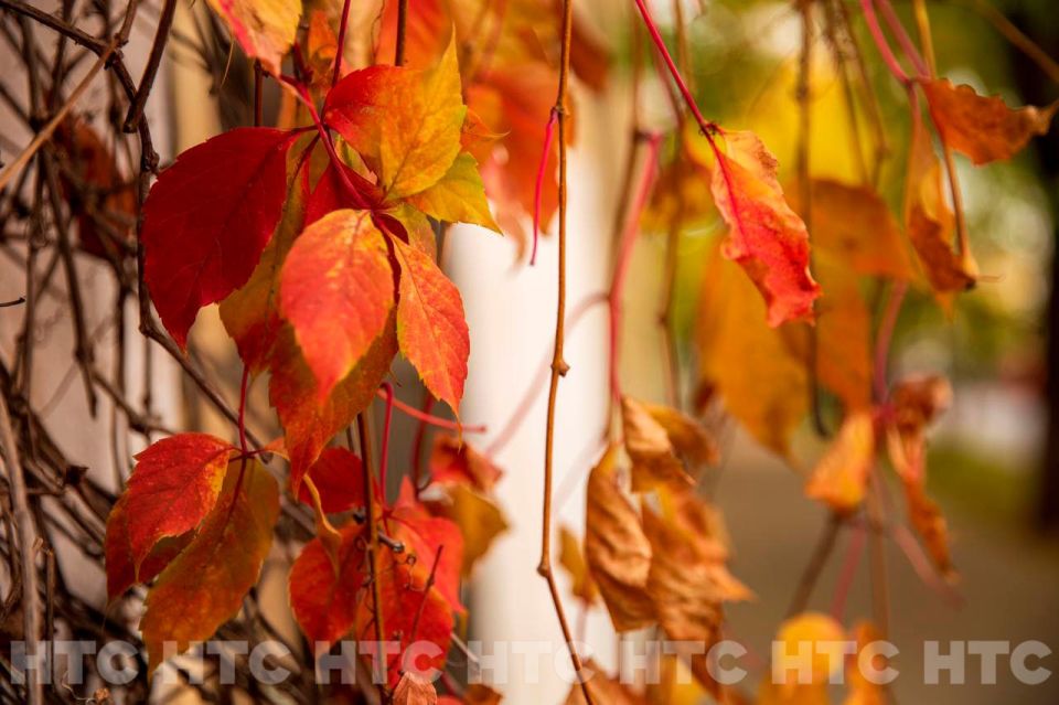 ������ ��� �����: ��� �������� �����������, ����� � ������ ��� ��� ����