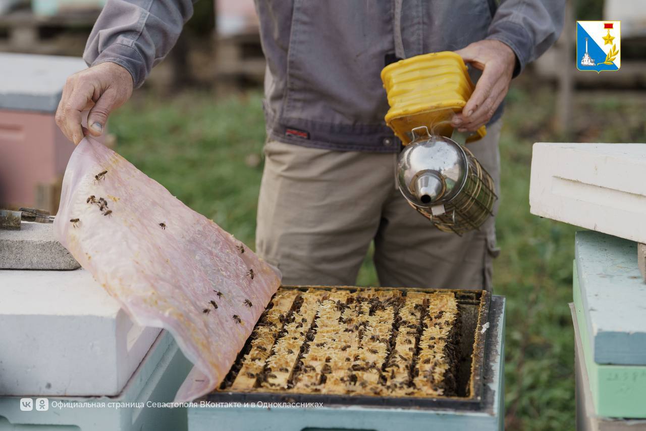 Поддерживаем пчеловодов. Пасека Виталия Ливицкого с 2018 года получил более 2 млн рублей субсидий — на закупку оборудования, расширение поголовья и развитие производства пчелопакетов, востребованных по всему Югу России Поддерживаем пчеловодов. Пасека Виталия Ливицкого с 2018 года получил более 2 млн рублей субсидий — на закупку оборудования, расширение поголовья и развитие производства пчелопакетов, востребованных по всему Югу России