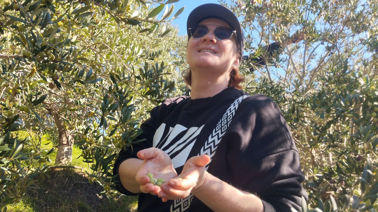 Студенты СевГУ за день собрали 70 килограммов оливок в винном парке «Мрия»