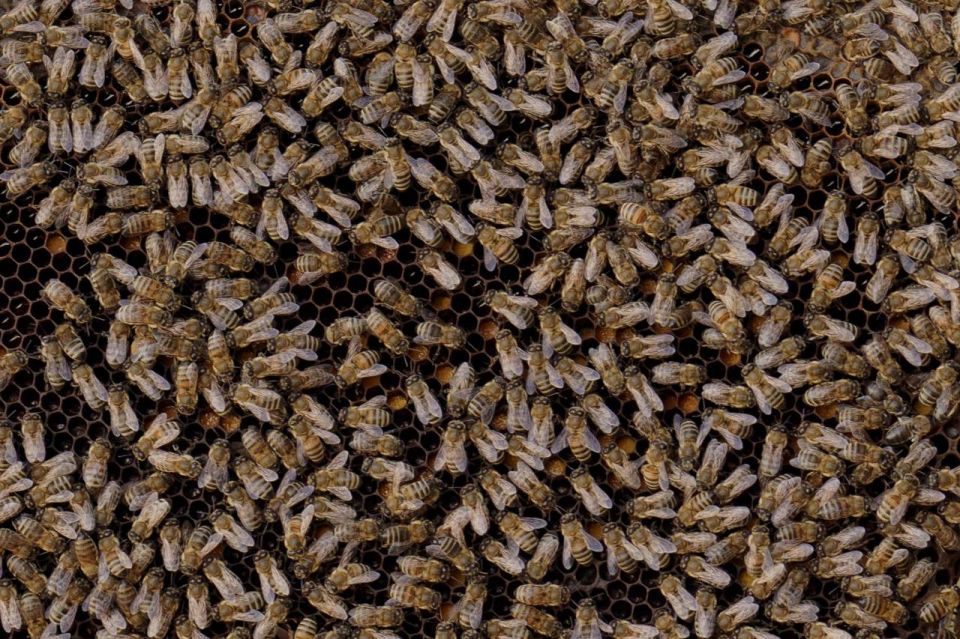 ������ ���������: ����������� ������������ ����������: ��������� ������������ ������� ��������� ������