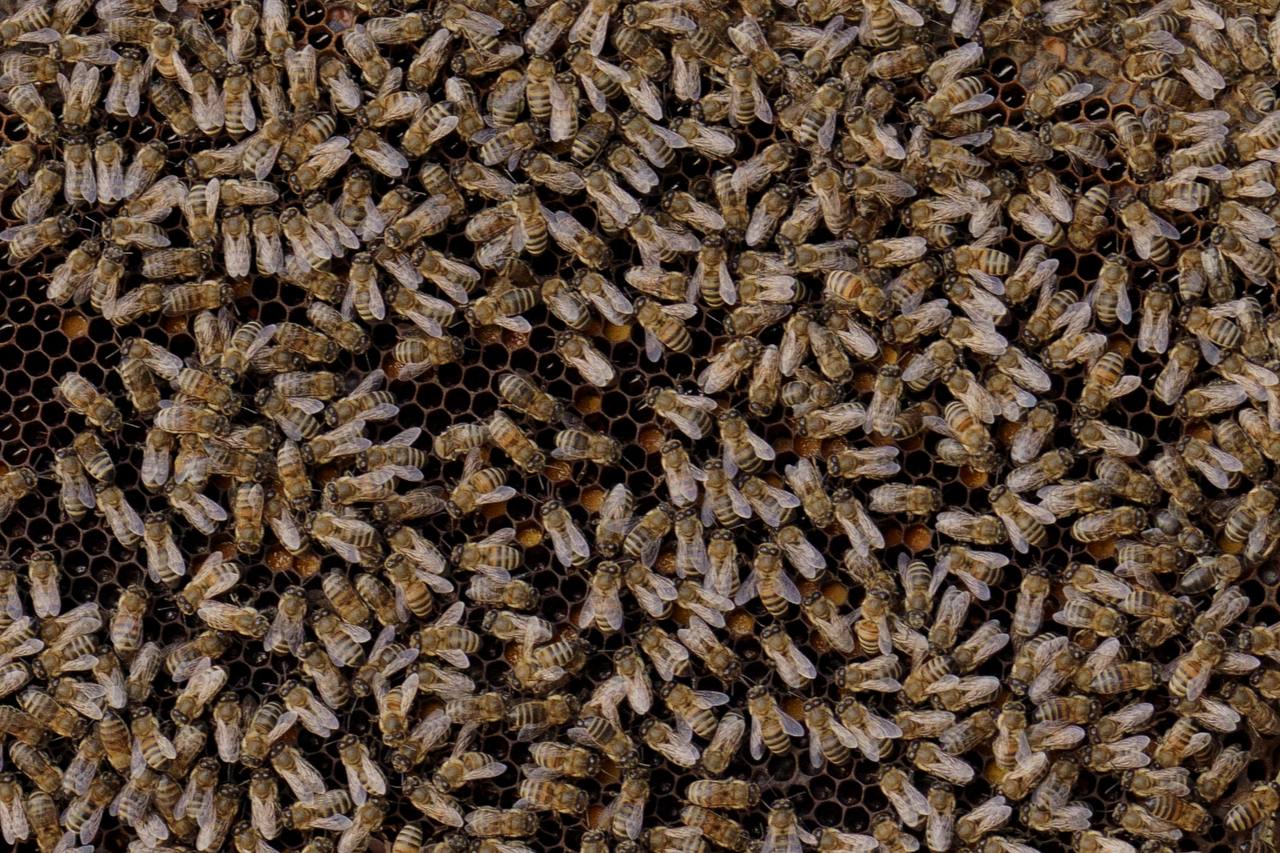 Михаил Развожаев: Севастополь поддерживает пчеловодов: благодаря господдержке фермеры развивают пасеки Михаил Развожаев: Севастополь поддерживает пчеловодов: благодаря господдержке фермеры развивают пасеки